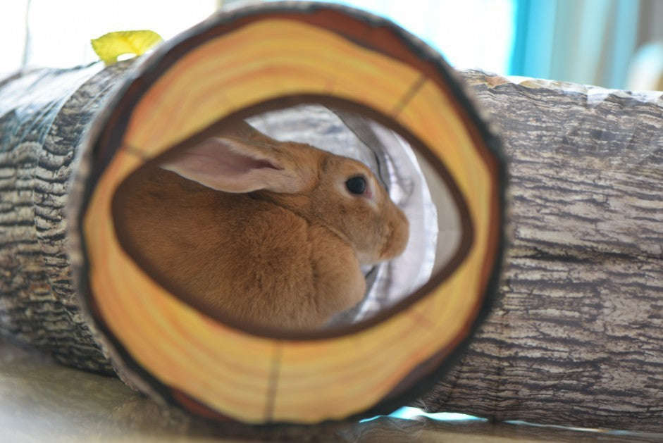 Tree-Themed Pet Tunnel Toy