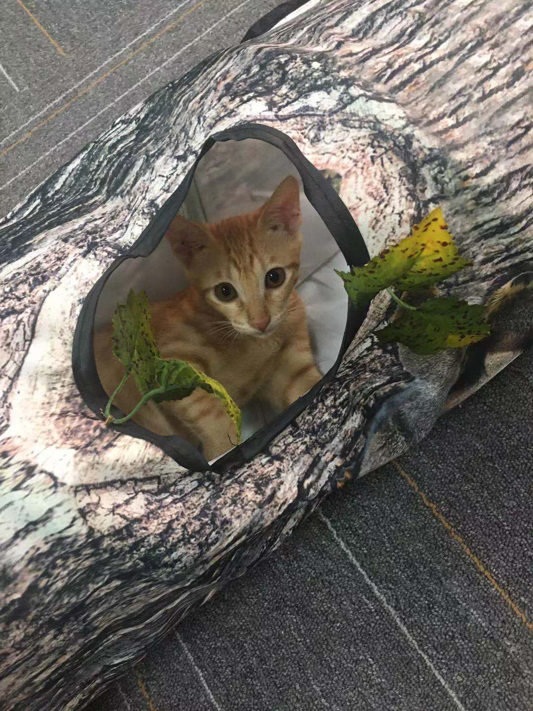 Tree-Themed Pet Tunnel Toy