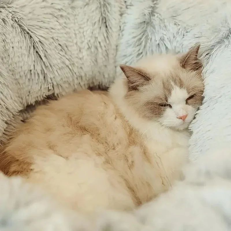 Plush Winter Cat Bed